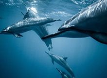 旺财28-中国女足调整心态 力争挺进决赛